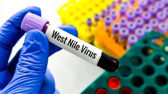 Greece Reports Surge in West Nile Virus Deaths