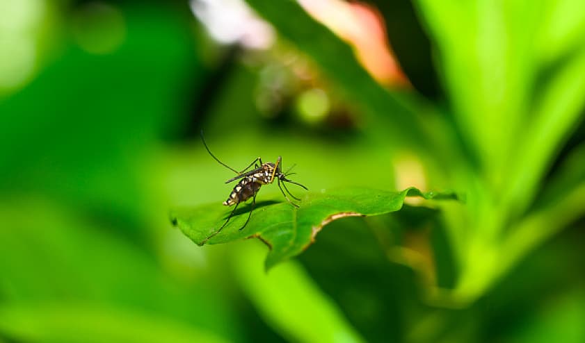 West Nile-infected mosquito found nationwide