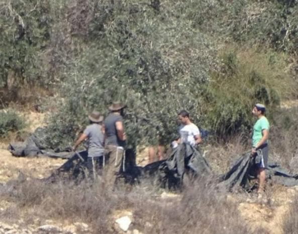 Settlers Steal from Olive Harvesters in Ramallah and Nablus