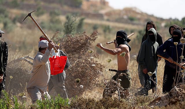 حاخام إسرائيلي يجيز سرقة زيتون فلسطيني