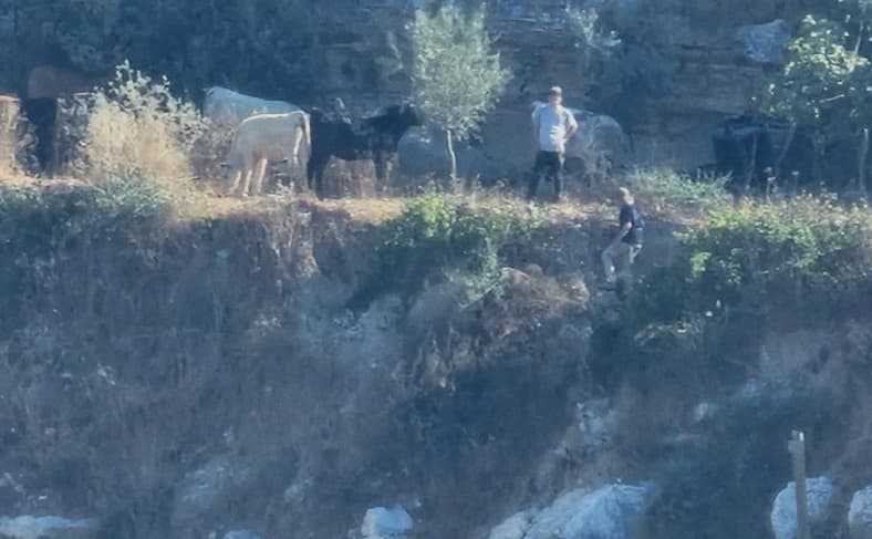 Settler cows damage crops near Tubas