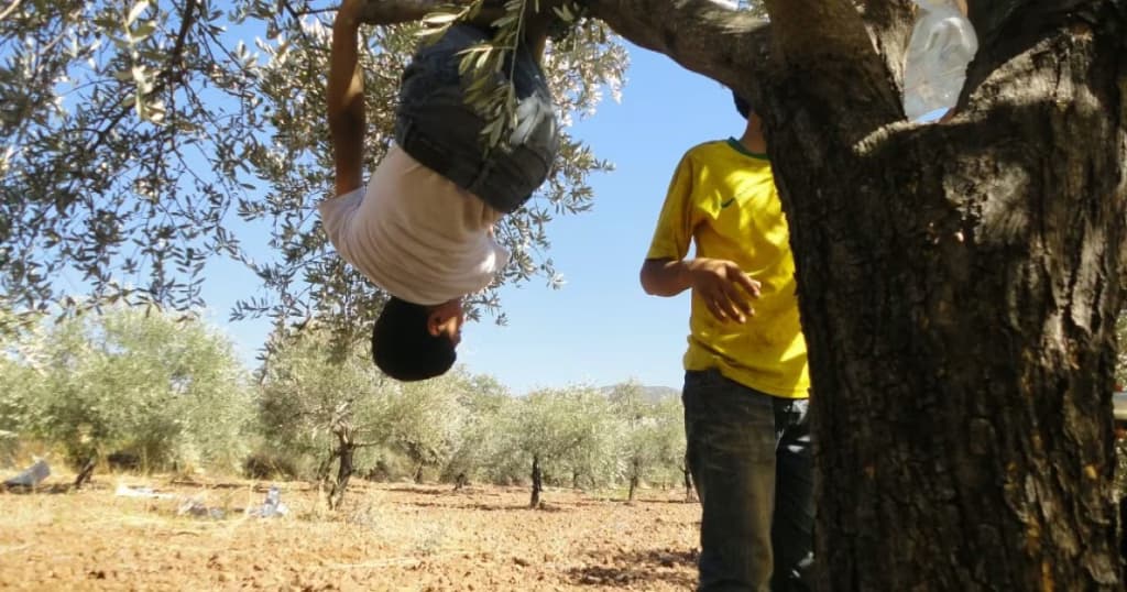 Olive Harvest Affected by Conflicts