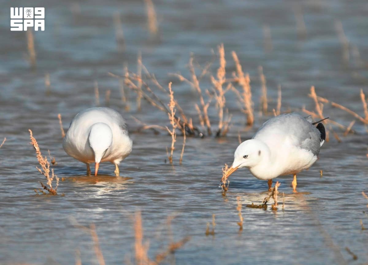 Monitoring and Documenting 9 Rare Species of Migratory Birds for the First Time