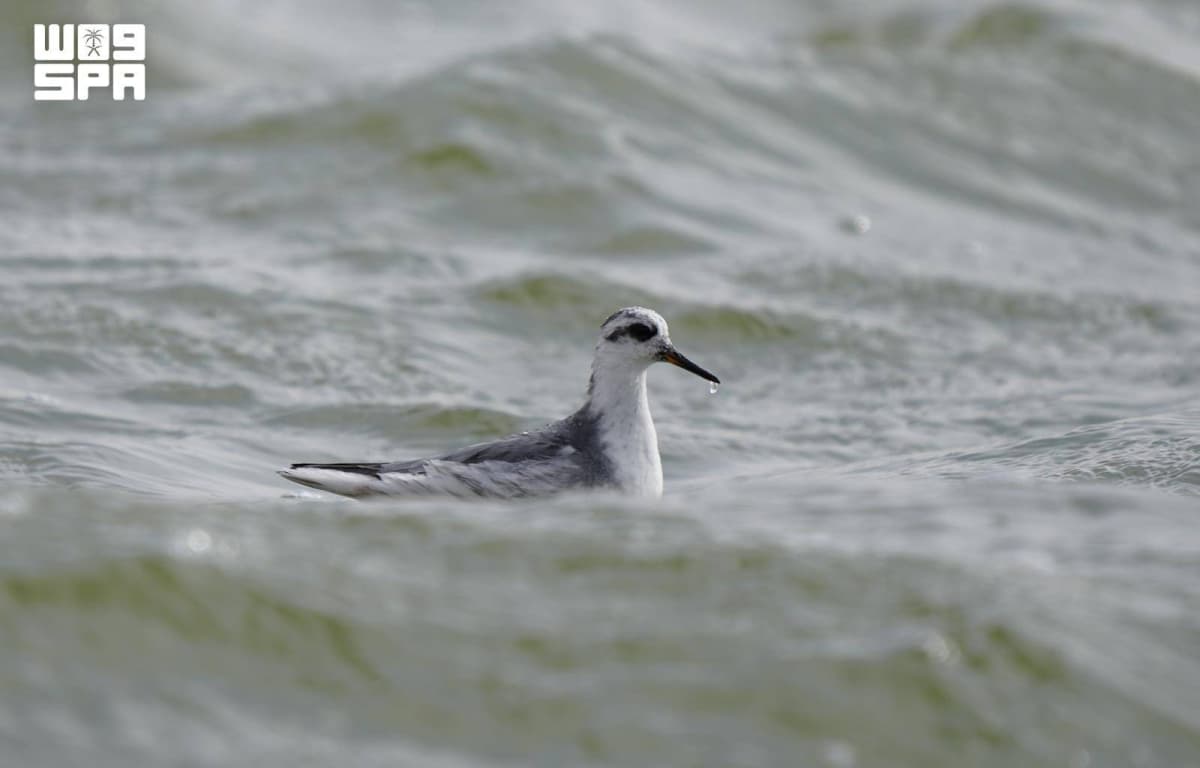 Monitoring and Documenting the "Fluorop Aramed" Bird for the First Time