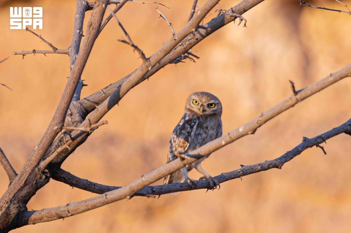 Monitoring the smallest species of owls reveals biodiversity in the northern borders' wilderness