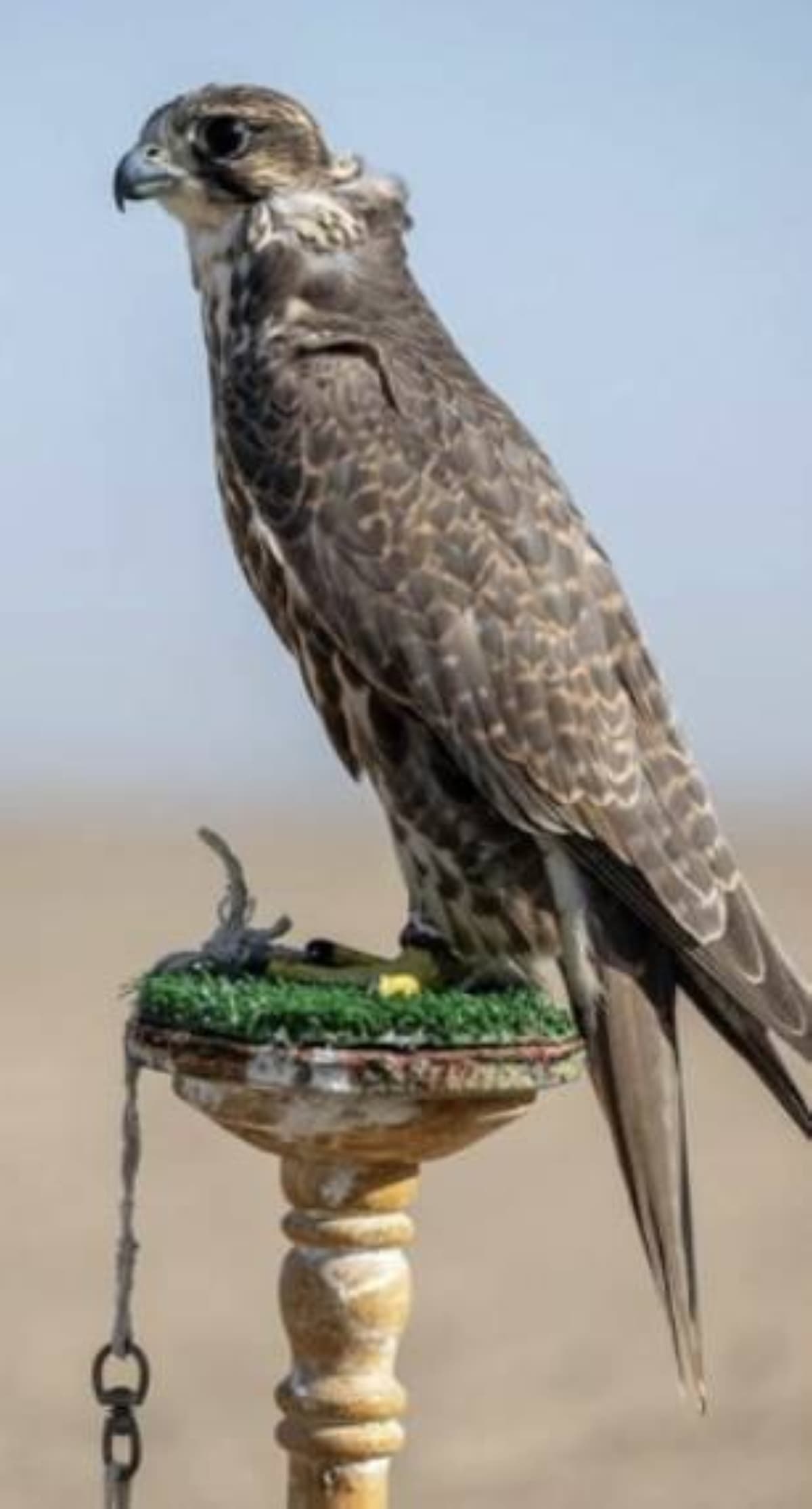 Hunting and Raising Falcons: A Classic Heritage with an Enduring Presence