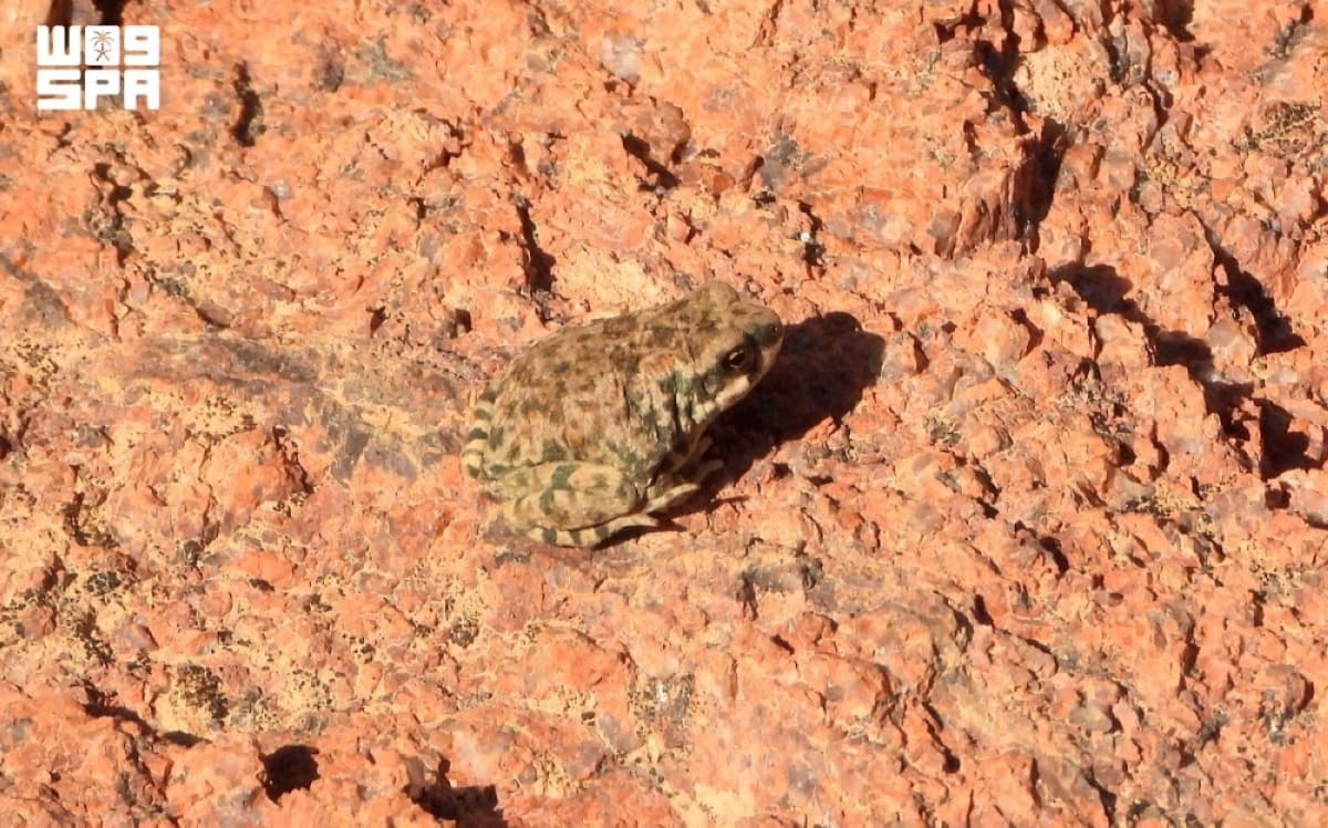 King Salman Authority Sets Amphibian Record