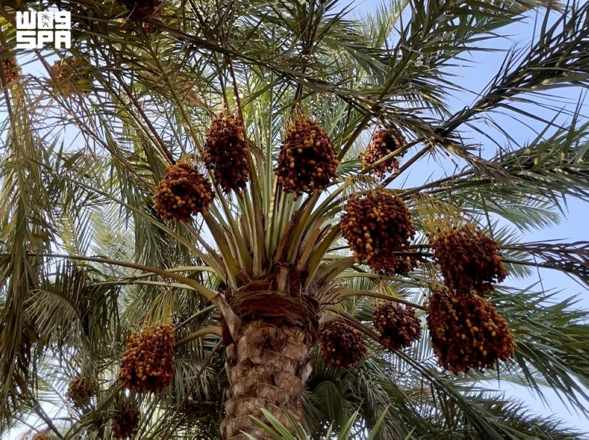 الخُرج تميز بإنتاج التمور سنوياً
