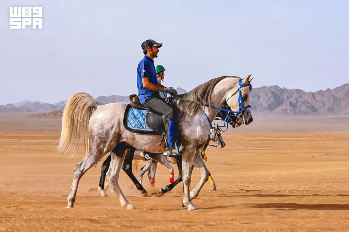 العلا مركز سياحة الفروسية بالمملكة