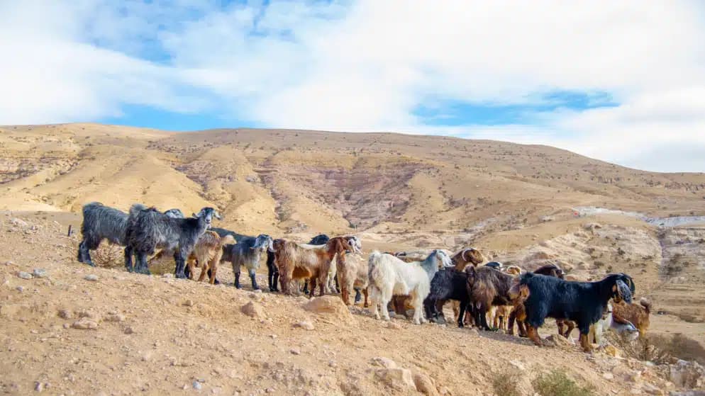 Jordan Valley Agriculture Urges Livestock Farmers to Follow Heatwave Mitigation Measures