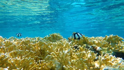 Jordan marks Aqaba Marine Heritage listing