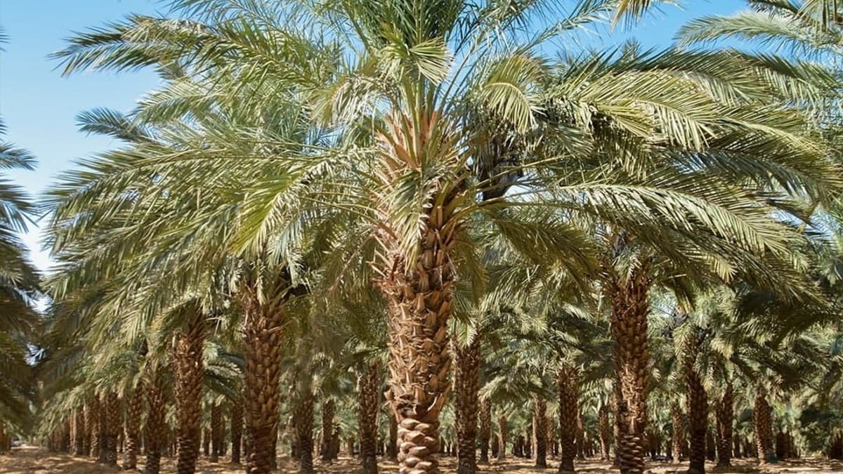 تمور العقبة تنتج 800 طنا من النخيل