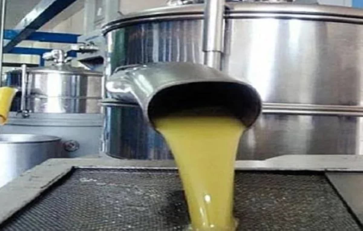 Ajloun olive harvest begins with monitoring