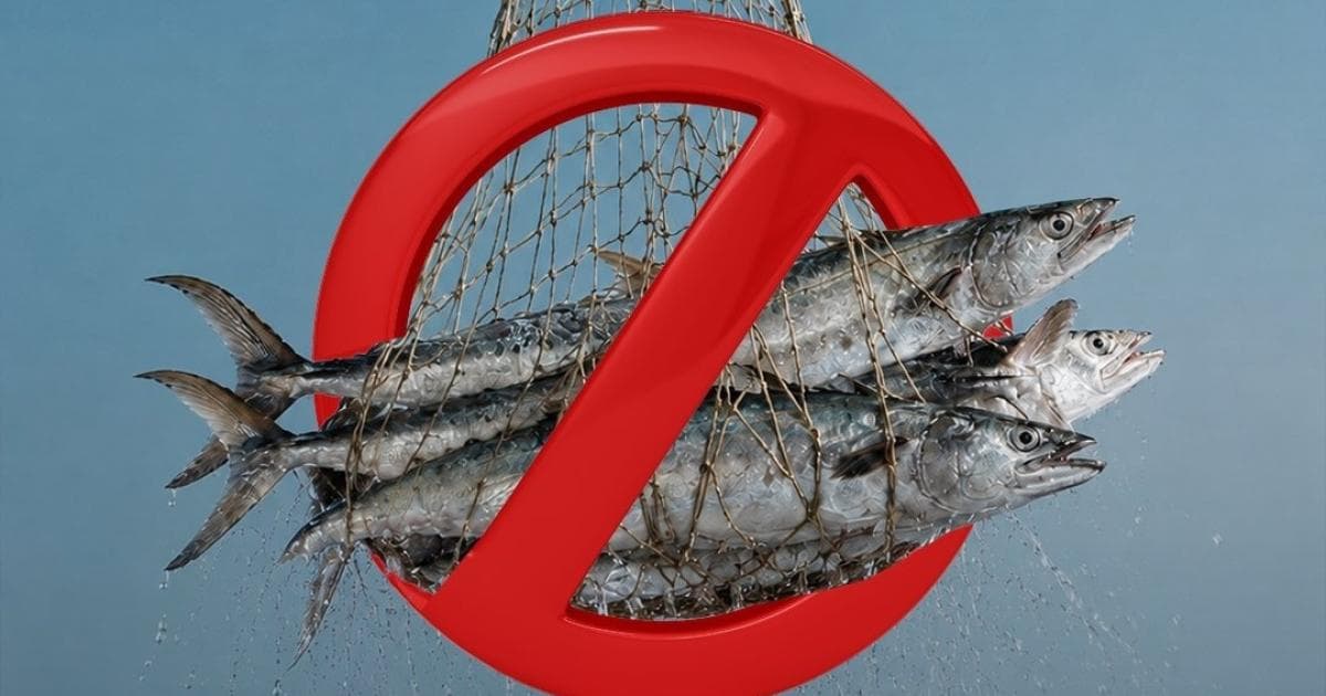 Municipality bans Queenfish catch