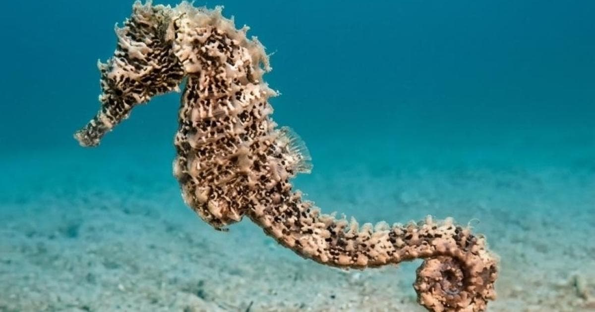 Al-Bi'a detects seahorse in Khour Al-Amud