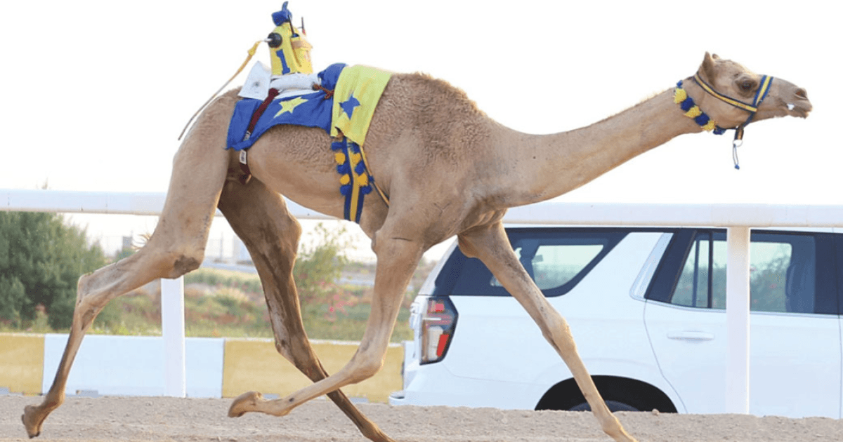 البداية القوية لمنافسات سباق الهجن المحلي