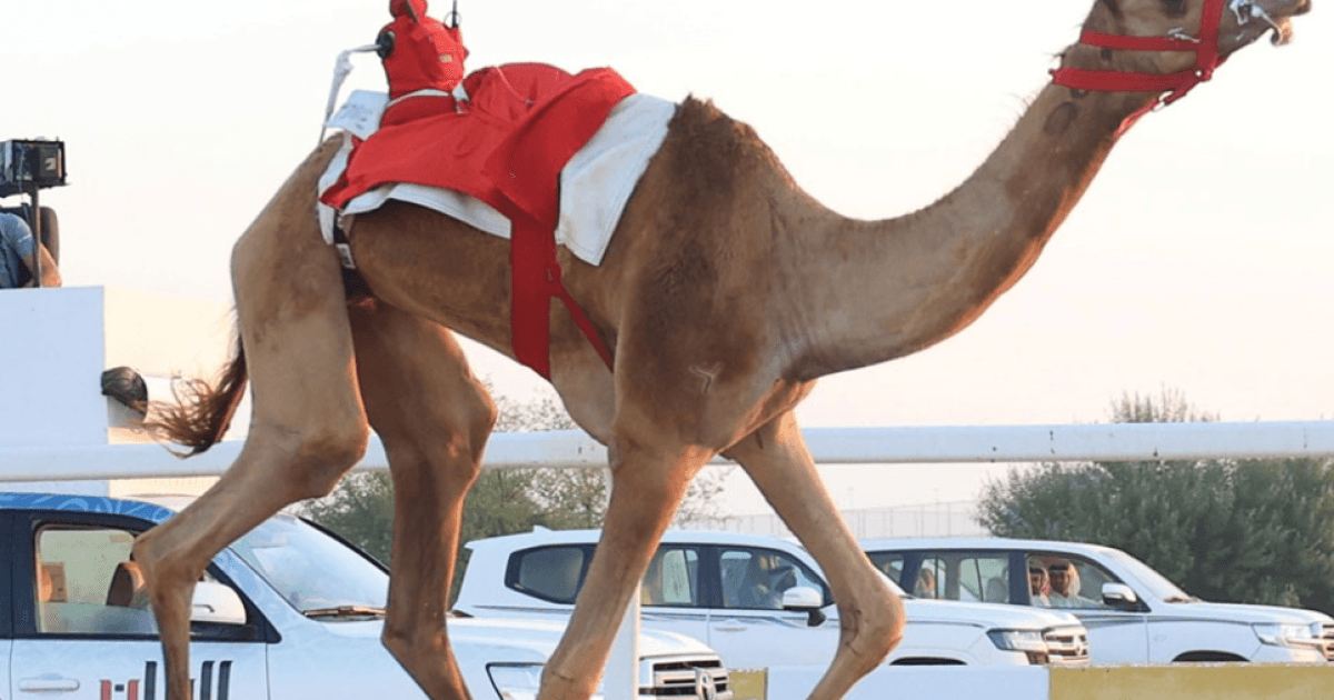 Day eight begins with strong heats at the local camel race