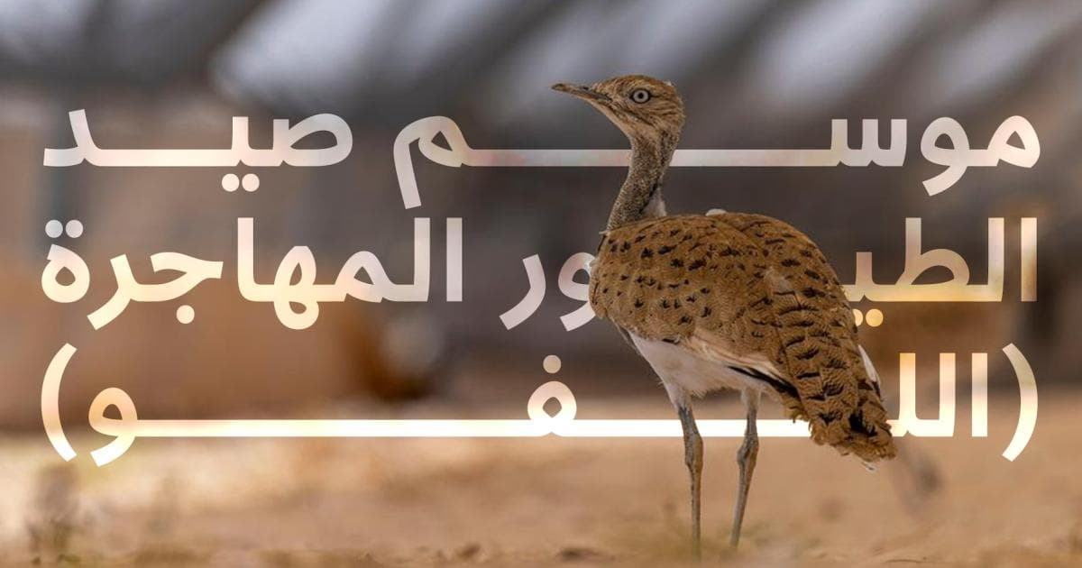 البيئة تعلن بداية موسم صيد الطيور المهاجرة
