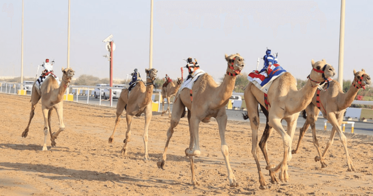 Locals kick off second camel race