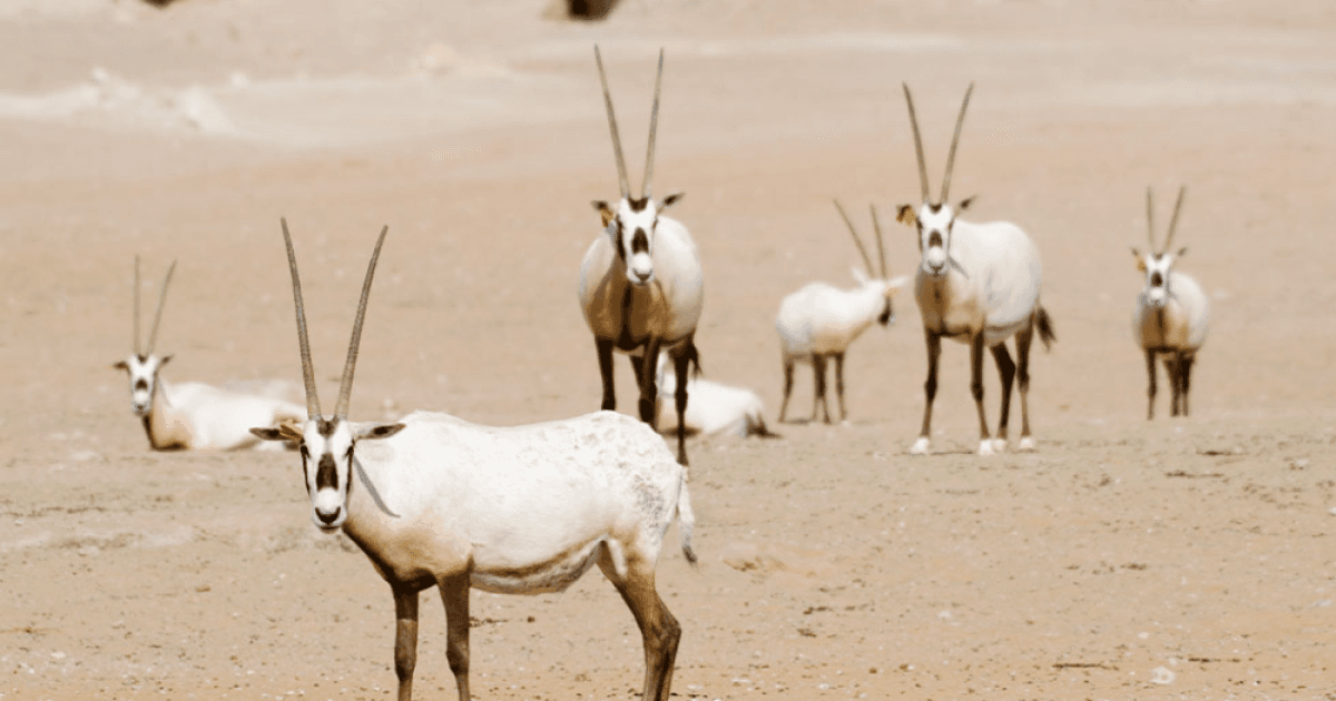 البيئة ترفع حماية المناطق لغاية 2030