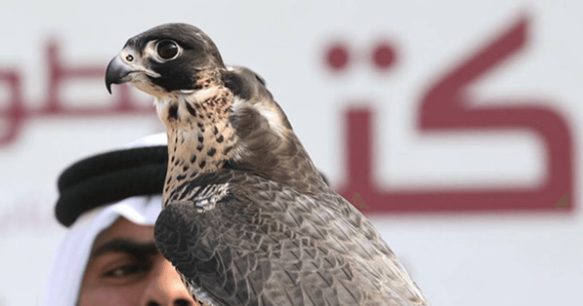 Qatar Falconers Society Opens Registration for Katara Tournament