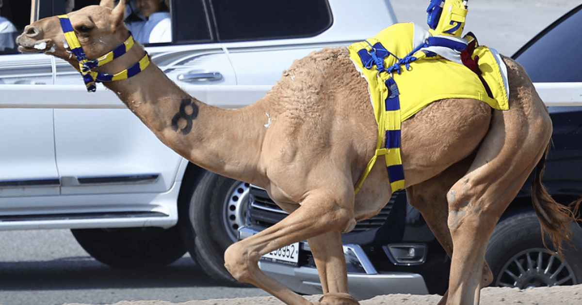 البداية غدا للسباق المحلي الثالث للهجن
