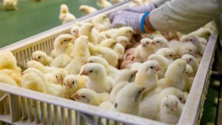 Chick Prices at Poultry Exchange Today