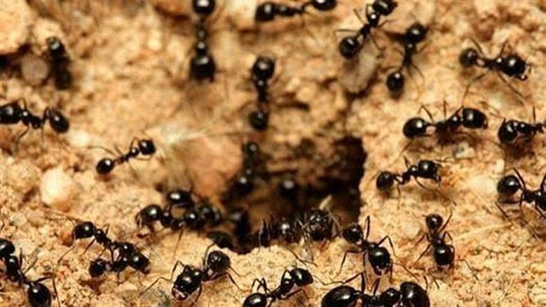 Methods to Eliminate and Prevent Ants
