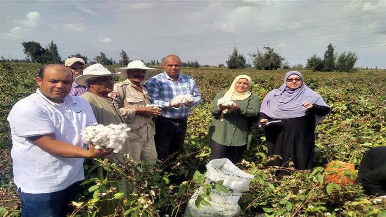 زراعة كفر الشيخ تنظم يوماً لجني القطن