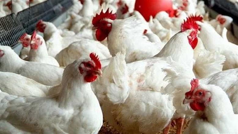 Sasso chicken and egg prices today