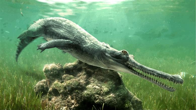 Mansoura Univ. unveils 45-million-year-old Egyptian fossil