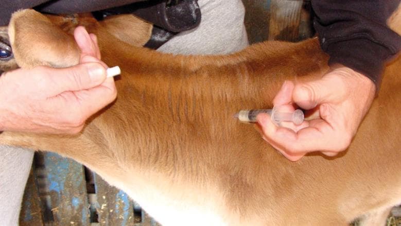 Kafr El Sheikh Tops in FMD and RVF Vaccinations