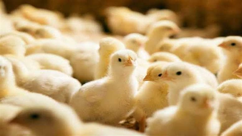 Poultry Market Chick Prices Today