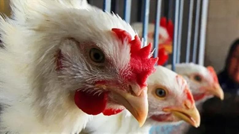 White chicken prices fall today