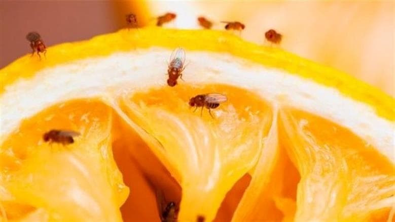 خلطة الخل وصابون المواعين لطرد الهاموش