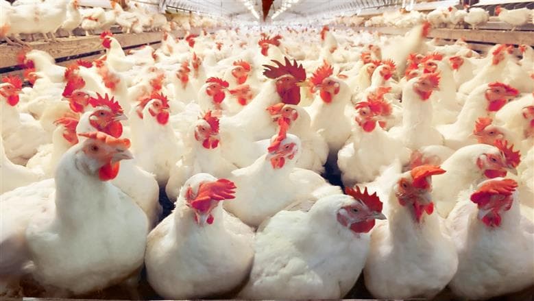 White chicken prices at poultry exchange July 23
