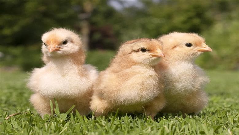 Chick Prices Today at Poultry Market