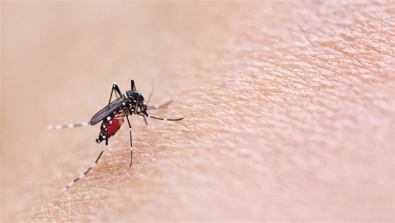 الصحة تحذر من تزايد فيروس غرب النيل