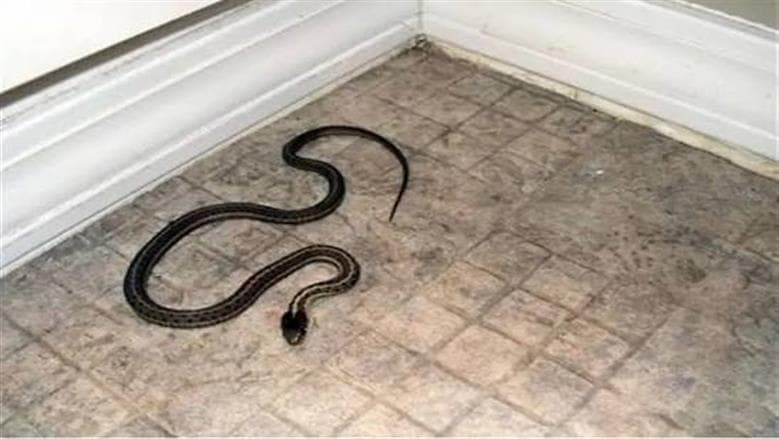 Signs of a snake in your home