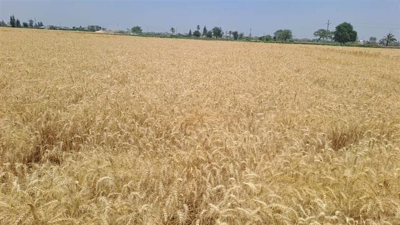 توريد 680 ألف طن قمح للشرقية منذ بدء الحصاد