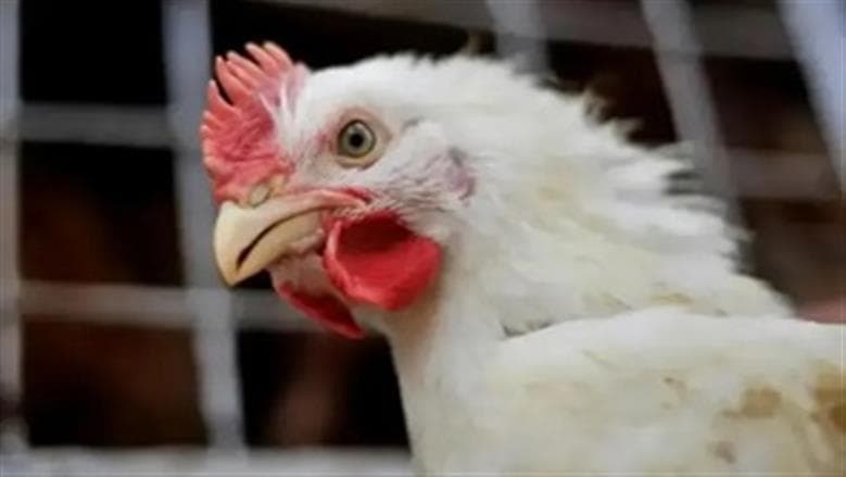 White and local poultry prices today
