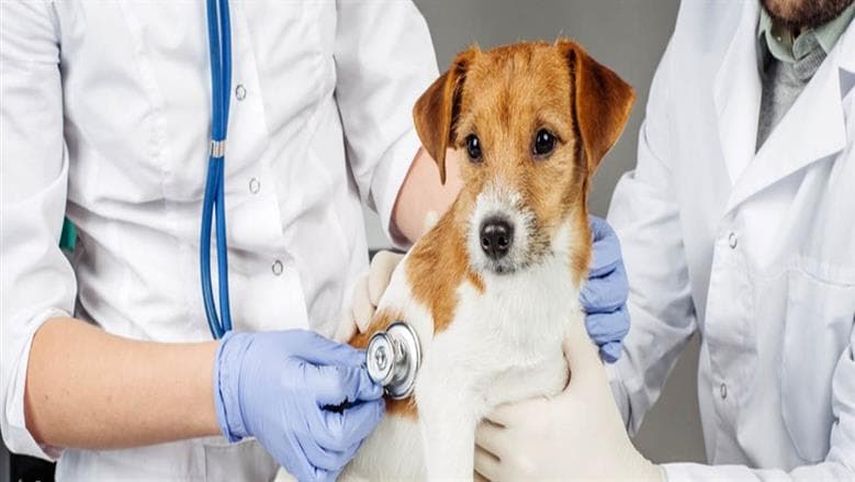Veterinary Medicine Admission 2026