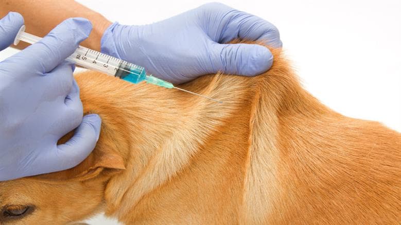 Kafr El Sheikh vaccinates 111 stray dogs
