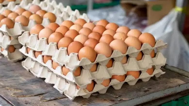 سعر كرتونة البيض في الأسواق اليوم
