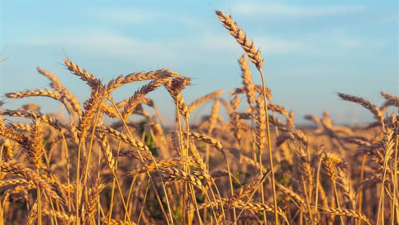 محافظ المنيا يعلن توريد 537 ألف طن قمح