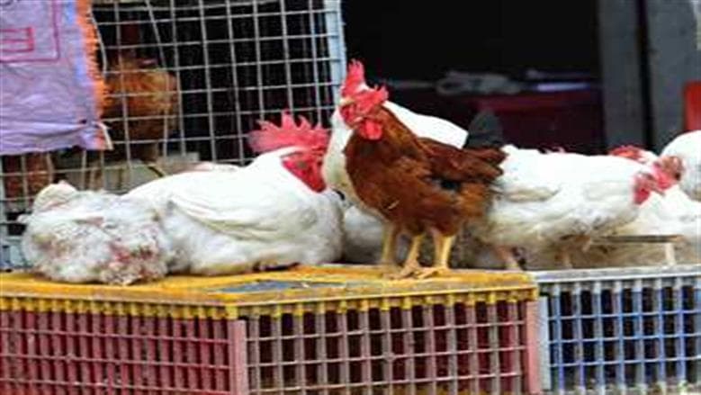 White and local chick prices at poultry market today