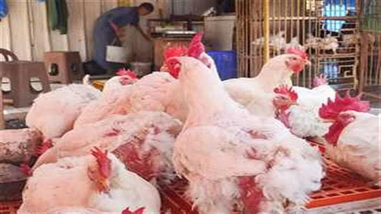 Wednesday white chicken prices at poultry exchange