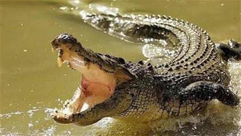 Egypt Allows Crocodile Farms Under Laws