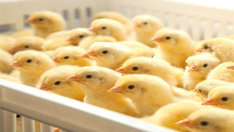 Chick Prices on 16-9-2026