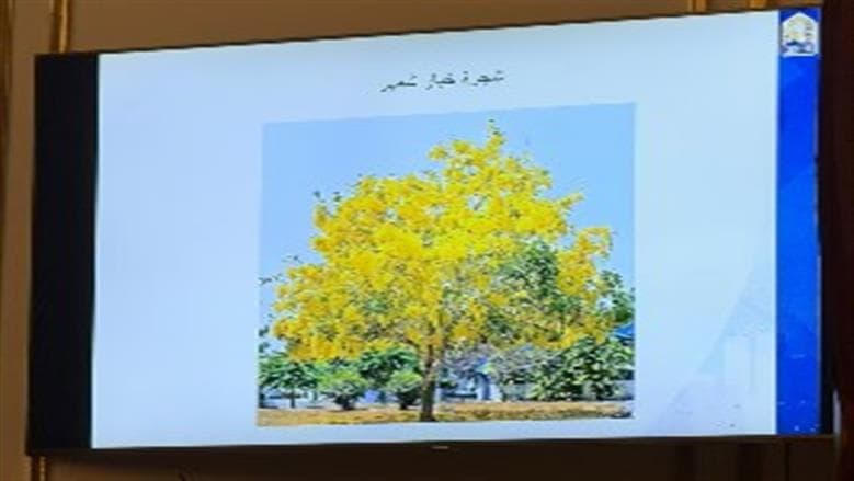أشجار أكاسيا وبونسيانا ضمن خطة تخضير القاهرة